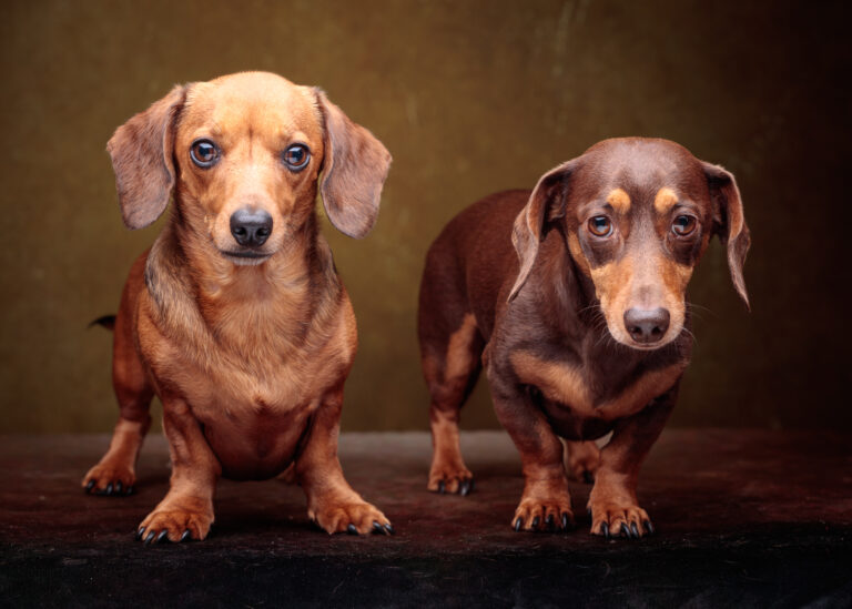 Frankfurter ‘Frank’ and Chorizo ‘Rizo’