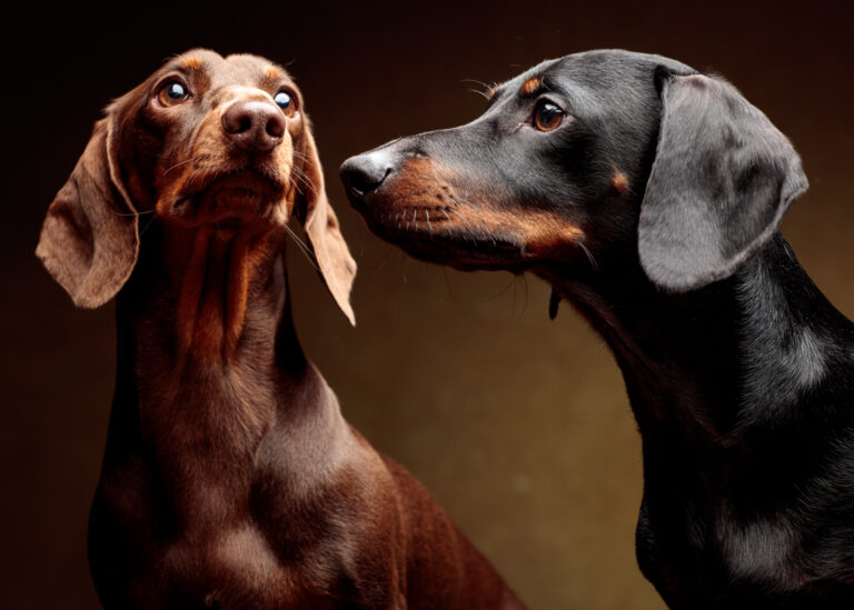 Merlin and Murphy — Dachshund Studio Portraits at Bentwaters
