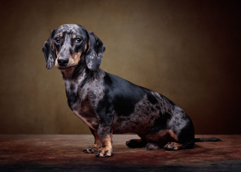 Zero — Dachshund Studio Portrait at Bentwaters