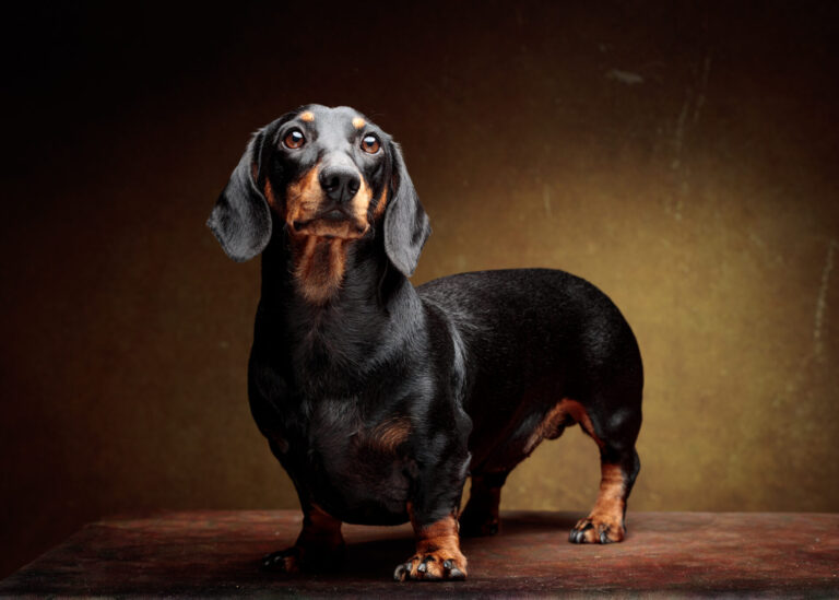 Cooper — Dachshund Studio Portrait at Bentwaters