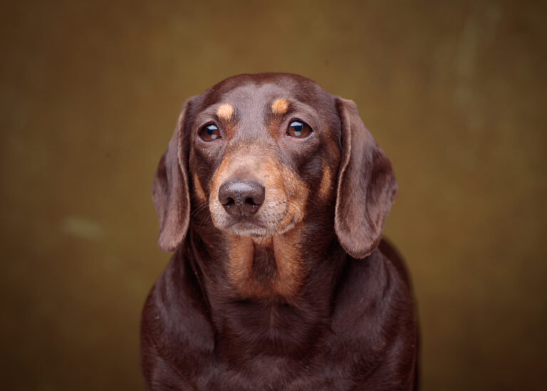 Dottie — Dachshund Studio Portrait at Bentwaters