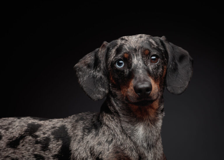 Milo — Dachshund Studio Portrait Session at Bentwaters