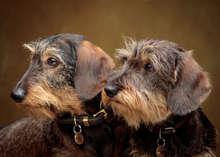 Monty and Suki — Dachshund Studio Portraits at Bentwaters