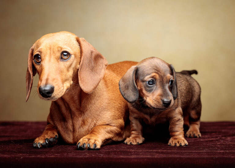 Nelly and Winnie — Dachshund Studio Portraits at Bentwaters