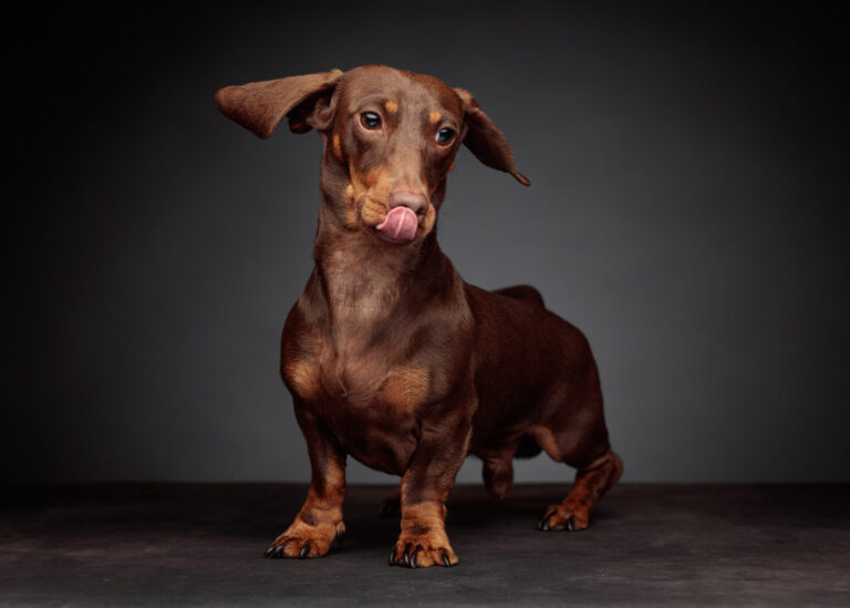 Casper — Dachshund Studio Portraits at Bentwaters