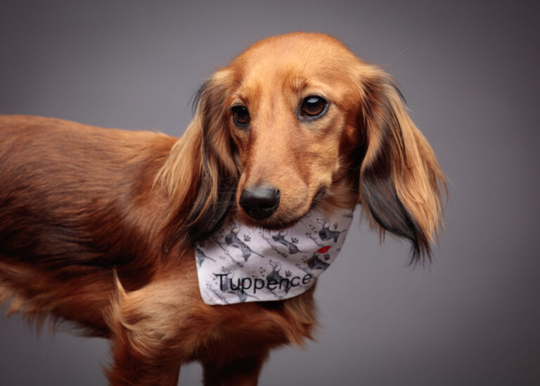 Tuppence — Dachshund Studio Portrait at Bentwaters