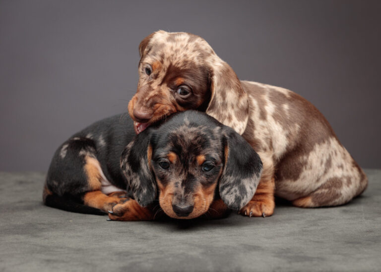 Zazu and Stan — Dachshund Studio Portraits at Bentwaters