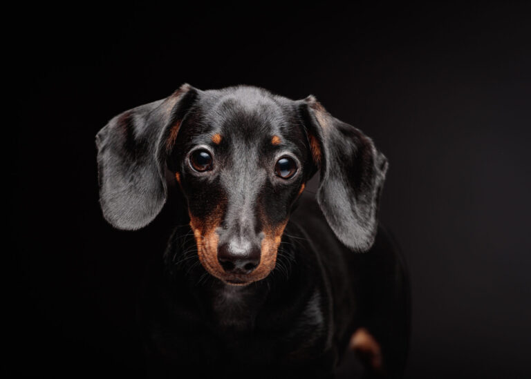 Dexter — Dachshund Studio Portraits at Bentwaters