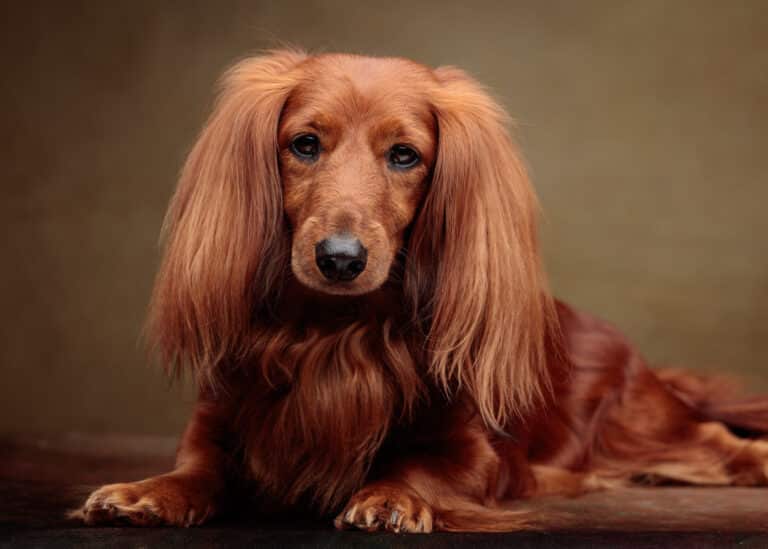 Lexie — Dachshund Studio Portrait at Bentwaters