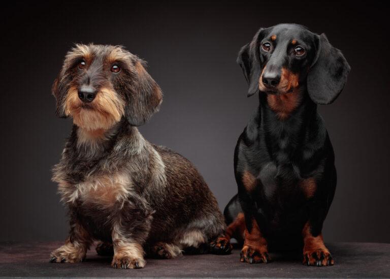 Bean and Bagel — Dachshund Studio Portraits at Bentwaters