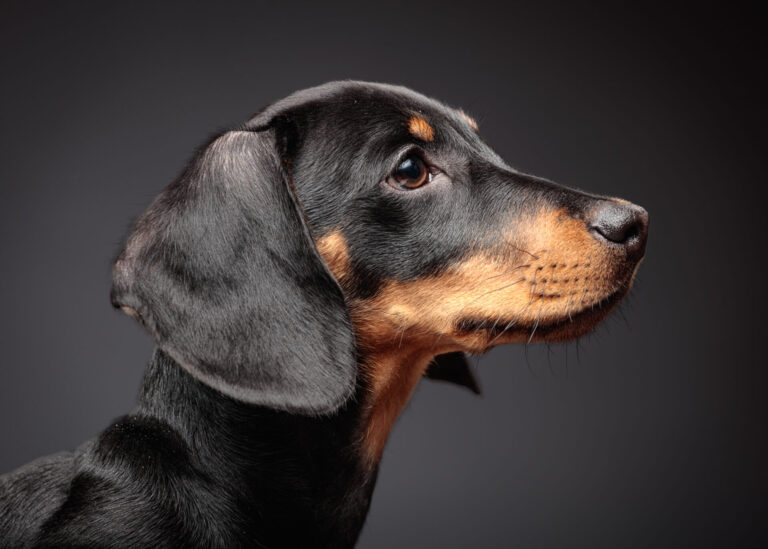 Bruno — Dachshund Studio Portrait Session at Bentwaters