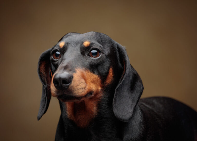 Chip — Dachshund Studio Portrait Session at Bentwaters