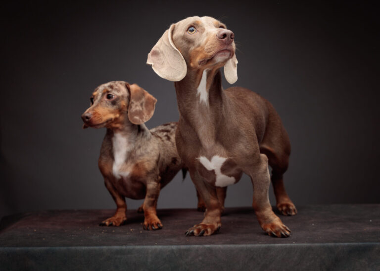 Pepsi and Elvis — Dachshund Studio Portraits at Bentwaters