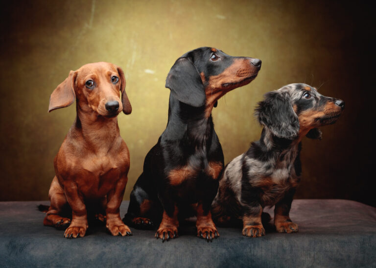 The Trio of Sausage Dogs