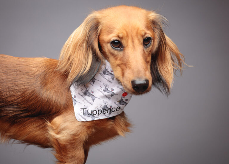 Tuppence — Dachshund Studio Portrait Session