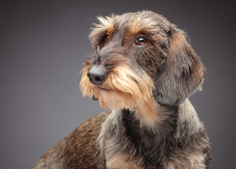 Classic Studio Portraits for Dachshund Owners