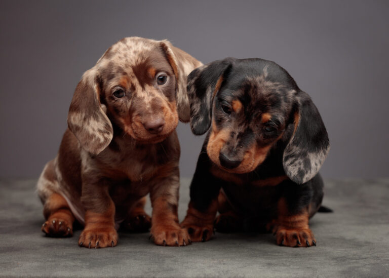 Sausage Dog Puppies — A Studio Session at Bentwaters