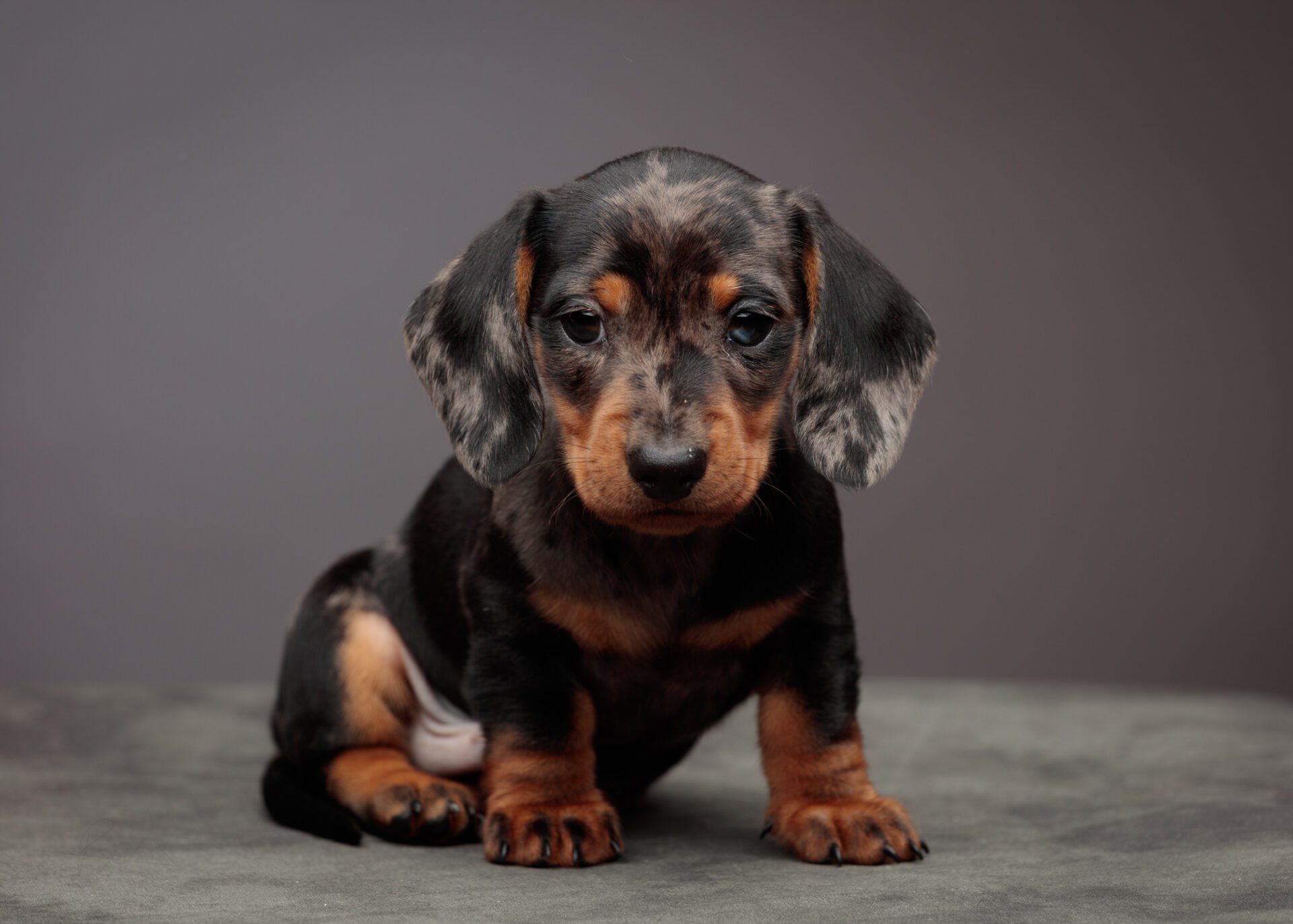 Sausage dog portrait session at the Rendlesham studio, Suffolk