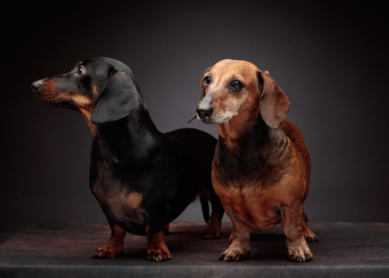 Photographing Dachshunds — Studio Portraits at Bentwaters