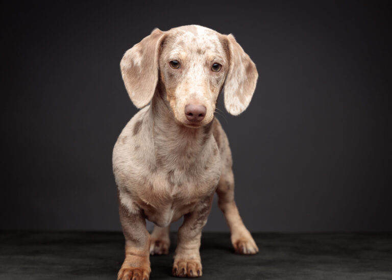 Ralph — Sausage Dog Studio Portrait Session