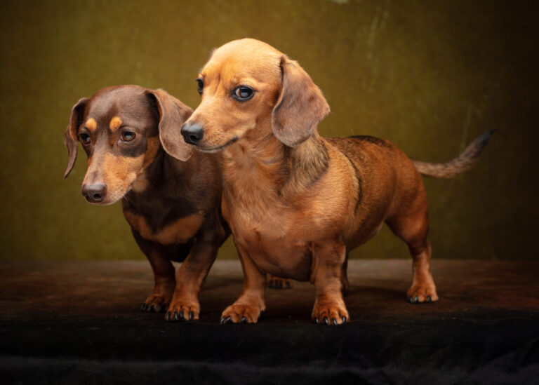 Frank and Rizo — The Dachshunds Behind the Sausage Dog Photographer
