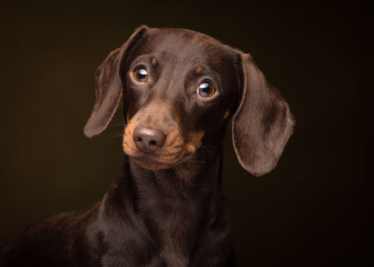Harper — Mini Dachshund Studio Portrait Session