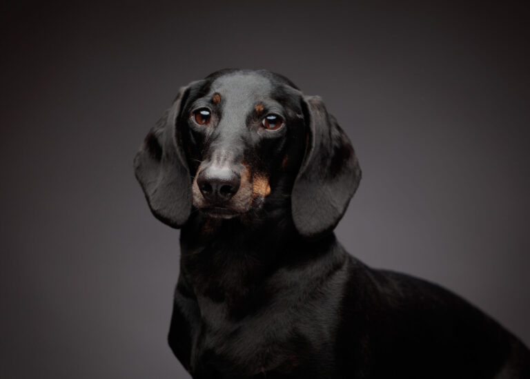 A Dachshund Studio Session with Debbie