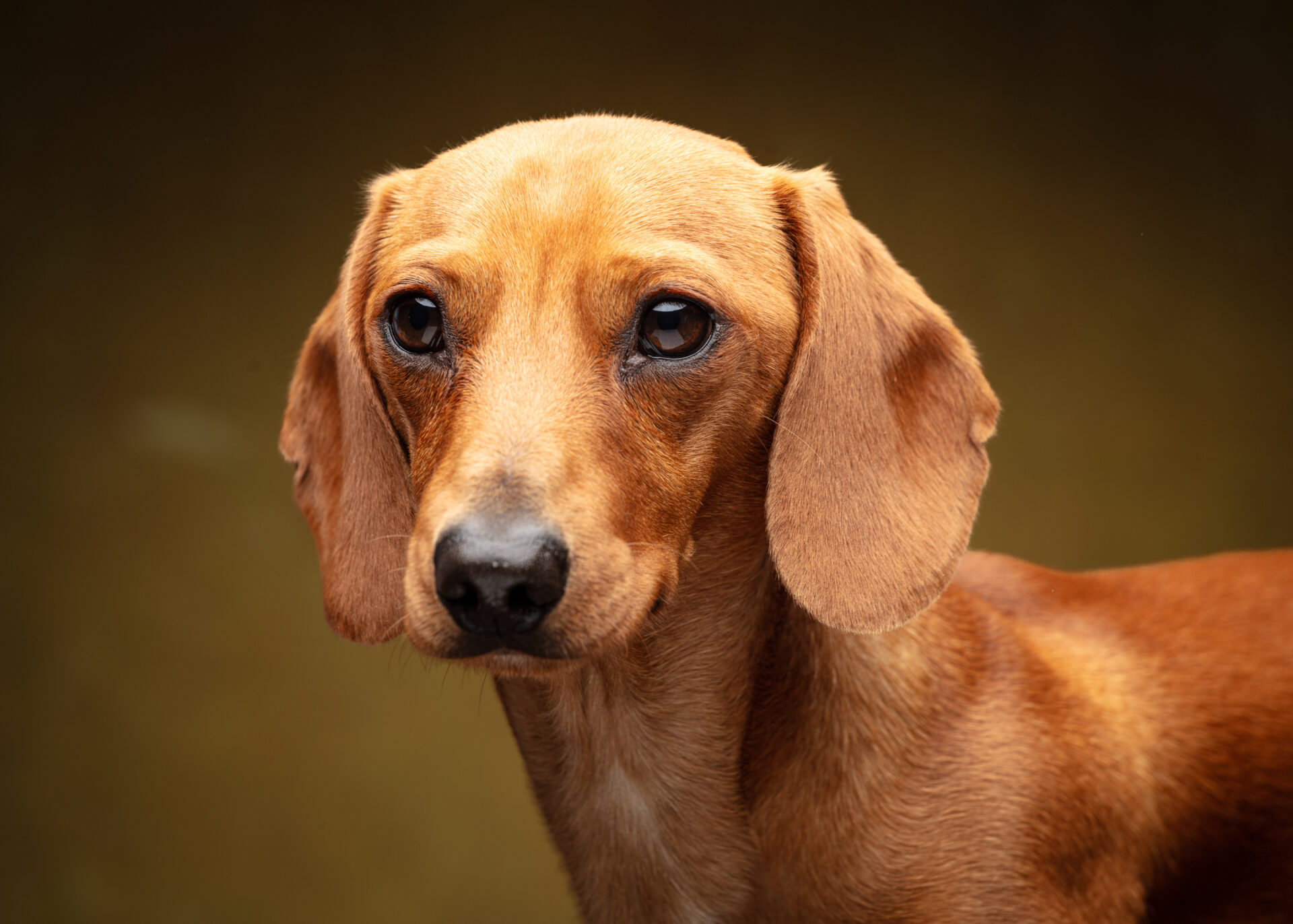 Smooth-haired dachshund studio portrait at Foyers Photography, Rendlesham
