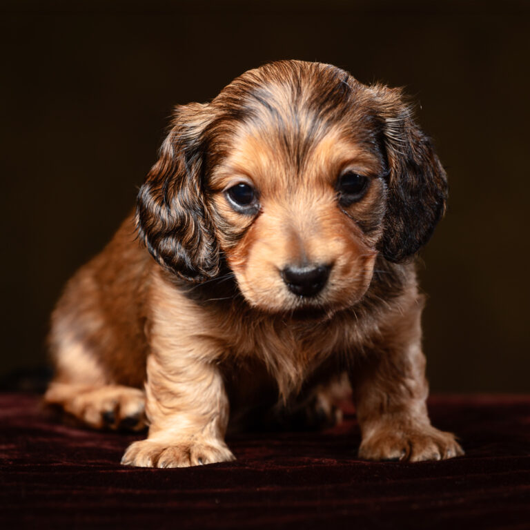 Miniature dachshund studio portrait on a dark background